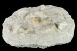 Fossil Mackeral Shark (Otodus) Teeth - Composite Plate #137337-3